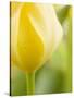 Yellow Tulip-Brent Bergherm-Stretched Canvas