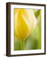 Yellow Tulip-Brent Bergherm-Framed Photographic Print