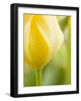 Yellow Tulip-Brent Bergherm-Framed Photographic Print