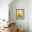 Yellow Tulip-Brent Bergherm-Framed Photographic Print displayed on a wall