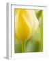 Yellow Tulip-Brent Bergherm-Framed Photographic Print