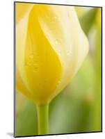 Yellow Tulip-Brent Bergherm-Mounted Photographic Print