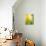 Yellow Tulip-Brent Bergherm-Mounted Photographic Print displayed on a wall