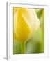 Yellow Tulip-Brent Bergherm-Framed Photographic Print