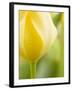 Yellow Tulip-Brent Bergherm-Framed Photographic Print