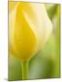 Yellow Tulip-Brent Bergherm-Mounted Photographic Print