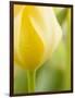 Yellow Tulip-Brent Bergherm-Framed Photographic Print