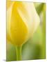 Yellow Tulip-Brent Bergherm-Mounted Photographic Print