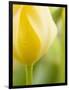 Yellow Tulip-Brent Bergherm-Framed Photographic Print