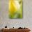 Yellow Tulip-Brent Bergherm-Photographic Print displayed on a wall