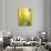 Yellow Tulip-Brent Bergherm-Photographic Print displayed on a wall