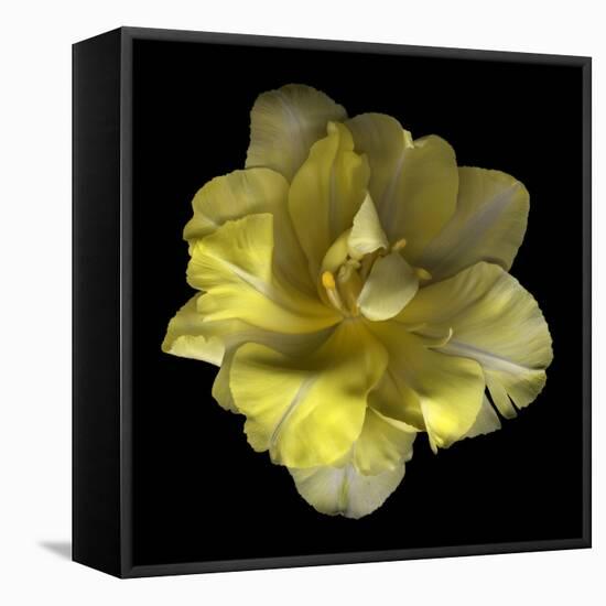 Yellow Tulip-Magda Indigo-Framed Stretched Canvas