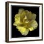 Yellow Tulip-Magda Indigo-Framed Photographic Print