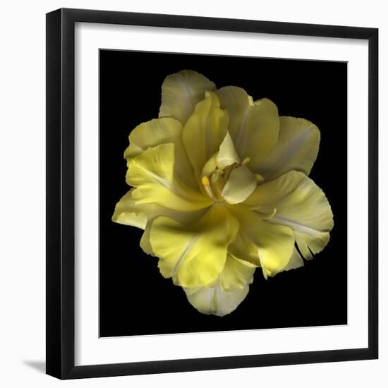 Yellow Tulip-Magda Indigo-Framed Photographic Print