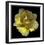 Yellow Tulip-Magda Indigo-Framed Photographic Print