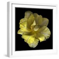 Yellow Tulip-Magda Indigo-Framed Photographic Print