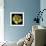 Yellow Tulip-Magda Indigo-Framed Photographic Print displayed on a wall