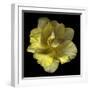 Yellow Tulip-Magda Indigo-Framed Photographic Print