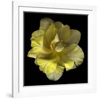 Yellow Tulip-Magda Indigo-Framed Photographic Print