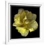 Yellow Tulip-Magda Indigo-Framed Photographic Print