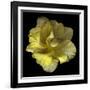 Yellow Tulip-Magda Indigo-Framed Photographic Print