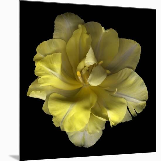 Yellow Tulip-Magda Indigo-Mounted Photographic Print