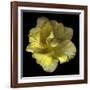 Yellow Tulip-Magda Indigo-Framed Photographic Print