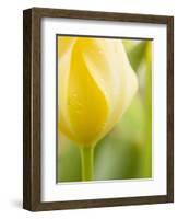 Yellow Tulip-Brent Bergherm-Framed Photographic Print