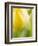 Yellow Tulip-Brent Bergherm-Framed Photographic Print