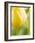 Yellow Tulip-Brent Bergherm-Framed Photographic Print