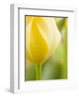 Yellow Tulip-Brent Bergherm-Framed Photographic Print