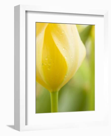 Yellow Tulip-Brent Bergherm-Framed Photographic Print