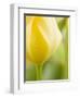 Yellow Tulip-Brent Bergherm-Framed Photographic Print