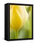 Yellow Tulip-Brent Bergherm-Framed Stretched Canvas