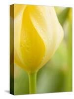 Yellow Tulip-Brent Bergherm-Stretched Canvas
