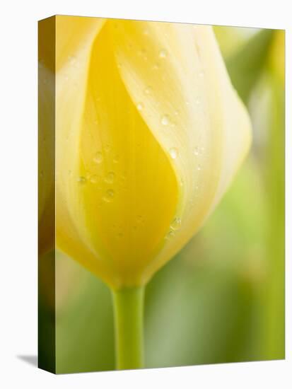 Yellow Tulip-Brent Bergherm-Stretched Canvas