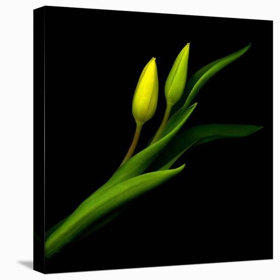 Yellow Tulip-Magda Indigo-Stretched Canvas