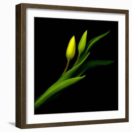 Yellow Tulip-Magda Indigo-Framed Photographic Print