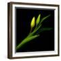 Yellow Tulip-Magda Indigo-Framed Photographic Print