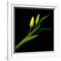 Yellow Tulip-Magda Indigo-Framed Photographic Print