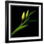 Yellow Tulip-Magda Indigo-Framed Photographic Print