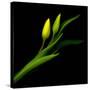 Yellow Tulip-Magda Indigo-Stretched Canvas