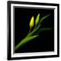 Yellow Tulip-Magda Indigo-Framed Photographic Print