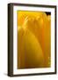 Yellow Tulip-Steve Gadomski-Framed Photographic Print