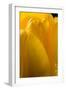 Yellow Tulip-Steve Gadomski-Framed Photographic Print