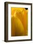 Yellow Tulip-Steve Gadomski-Framed Photographic Print