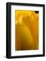 Yellow Tulip-Steve Gadomski-Framed Photographic Print