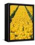 yellow tulipfield-null-Framed Stretched Canvas
