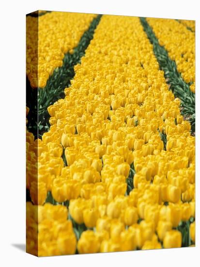 yellow tulipfield-null-Stretched Canvas