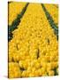 yellow tulipfield-null-Stretched Canvas